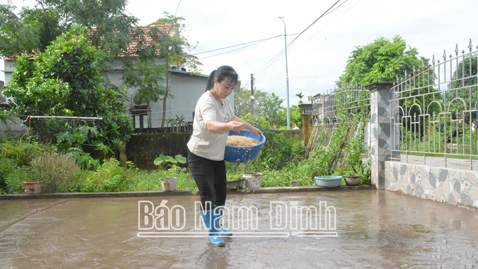 Thực hiện khuyến cáo của ngành chức năng, chính quyền địa phương, sáng 24/7 nông dẫn xã Trực Khang (Trực Ninh) tiến hành gieo mạ nền để cấy hết diện tích lúa mùa bị chết do mưa úng. 