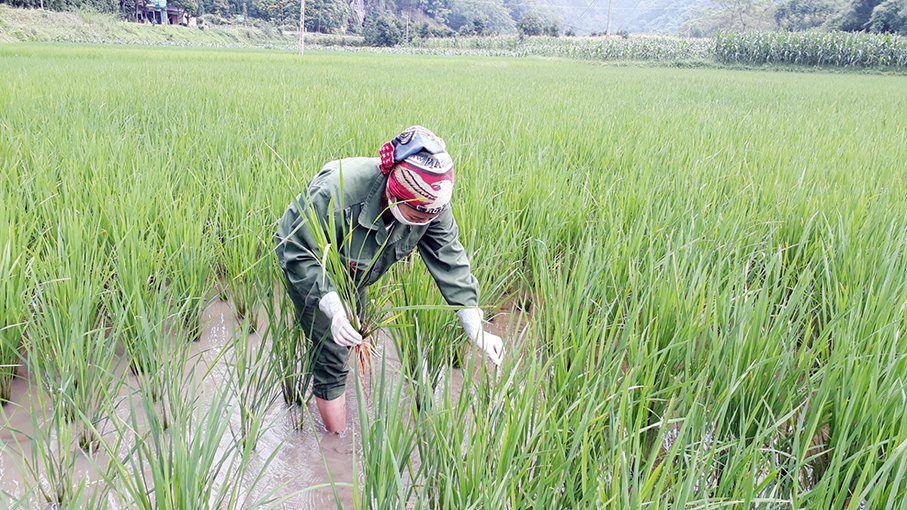 Tập trung chống úng ngập bảo vệ lúa mùa mới cấy