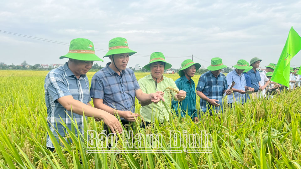 Tham quan, đánh giá mô hình khảo nghiệm giống lúa TBR88 tại xã Mỹ Thịnh (Mỹ Lộc).