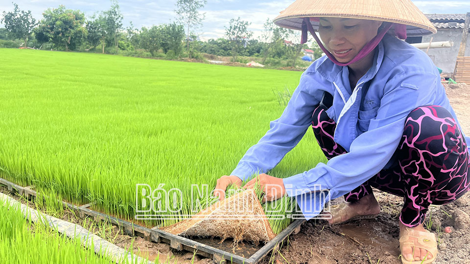 Sẵn sàng cho sản xuất
vụ lúa mùa 2024