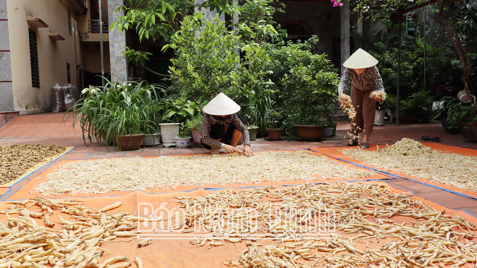 Gia đình ông Vũ Đức Huynh, thôn Nam Lạng chuẩn bị nguồn dược liệu sản xuất các sản phẩm trà, si rô thảo mộc.