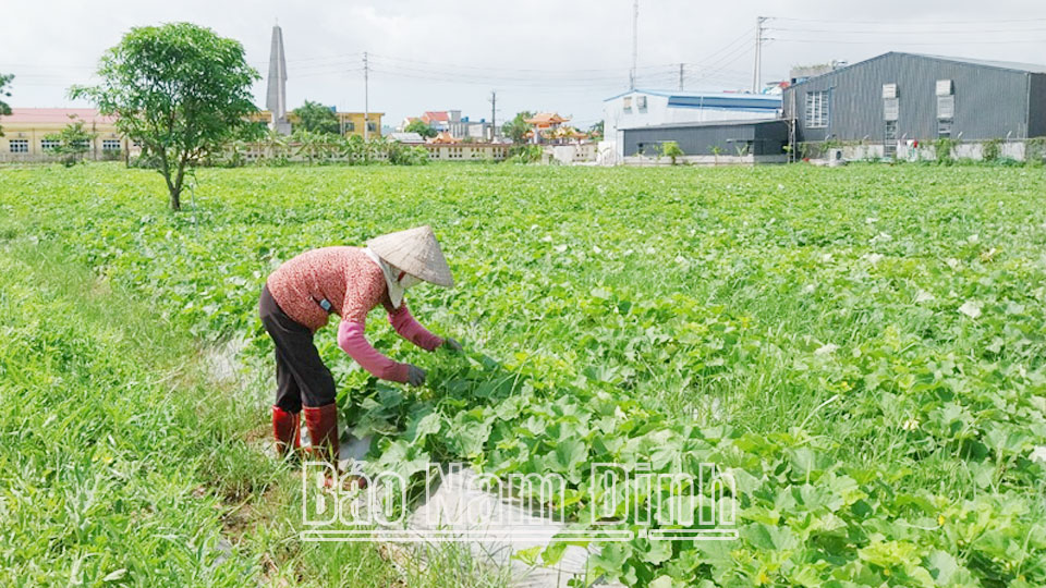 Hội viên nông dân xã Giao Lạc (Giao Thủy) trồng dưa hấu, dưa lê bằng phương pháp hữu cơ, được thị trường ưa chuộng, tin dùng.