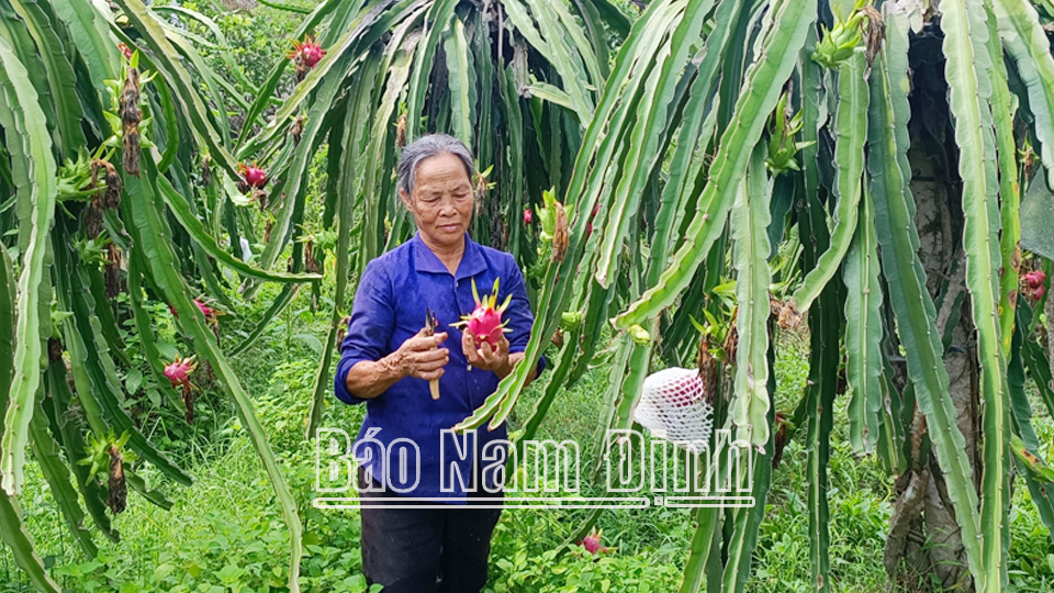 Bà Nguyễn Thị Gái, thôn Trung Trại, xã Mỹ Tân (Mỹ Lộc) kiểm tra chất lượng quả thanh long chín trong vườn nhà.