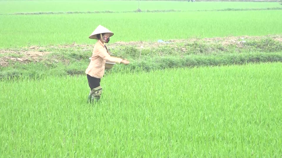 Chăm bón lúa vụ mùa đúng kỹ thuật