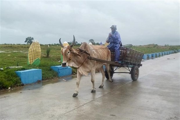 Gió mạnh kèm mưa khi siêu bão Saola quét qua tỉnh Isabela, phía bắc Manila, Philippines ngày 27/8. (Ảnh: AFP/TTXVN)
