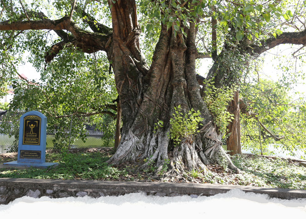Cây bồ đề hơn 900 tuổi được công nhận là Cây di sản Việt Nam.

