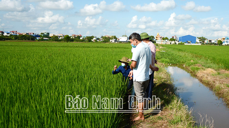 Để lúa vụ mùa
đạt năng suất cao