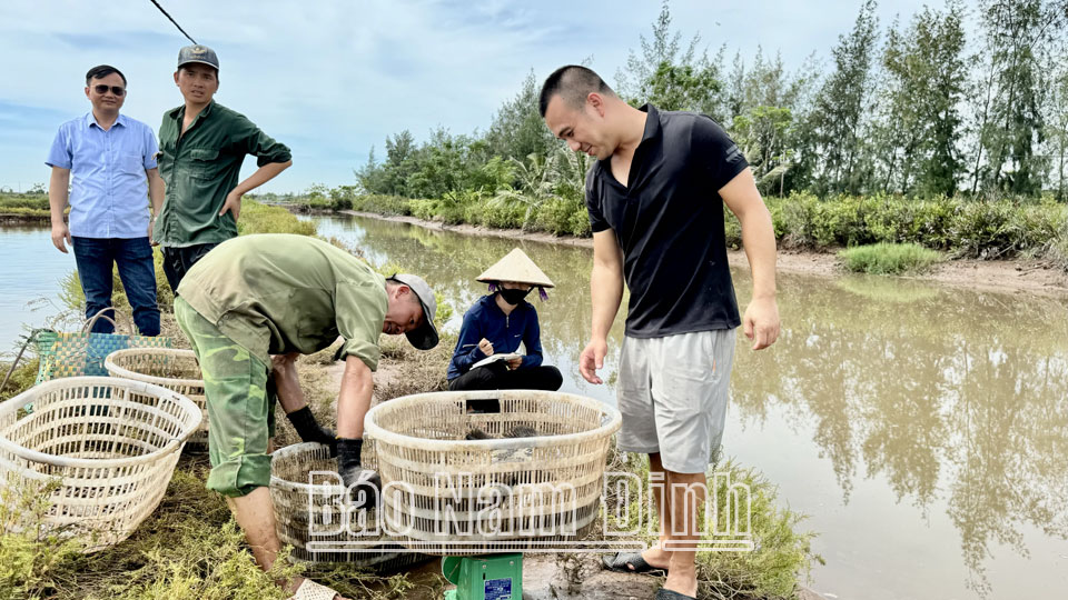 Hộ gia đình anh Phạm Văn Hiền chủ động thu dọn, xuất bán con nuôi trong đầm thuộc phạm vi dự án Nhà máy cấu kiện bê tông đúc sẵn Xuân Thiện Nam Định tại Cồn Xanh để bàn giao đất cho UBND xã Nghĩa Hải quản lý.