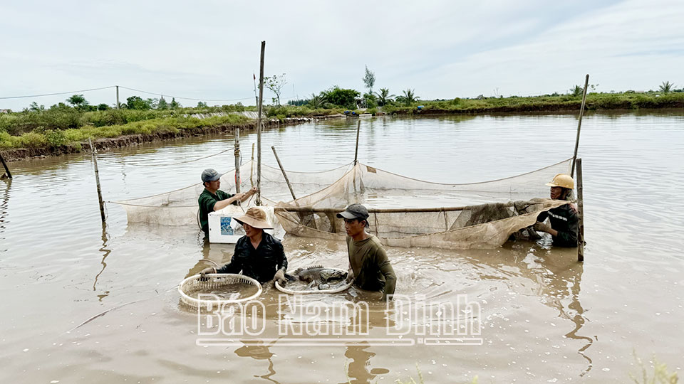 Gia đình anh Phạm Văn Hiền thu dọn con nuôi thủy sản trong khu đầm nuôi 2ha để sớm trả lại đất cho chính quyền.
