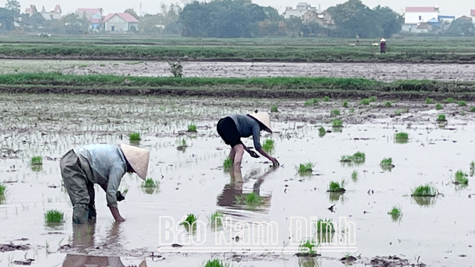 Các huyện Trực Ninh, Nam Trực tập trung chỉ đạo khẩn trương
hoàn thành gieo cấy lúa mùa bổ sung