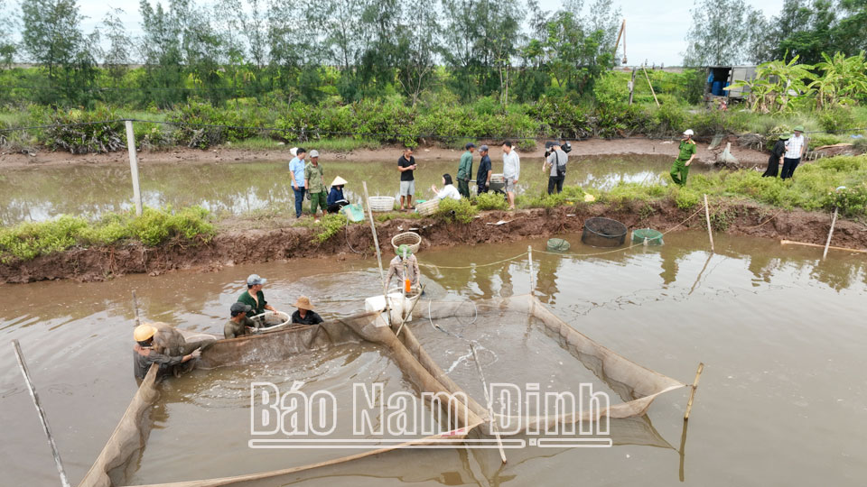 Người dân tự nguyện thu hoạch thủy sản, bàn giao đất cho chính quyền để triển khai các dự án tại khu vực Cồn Xanh.