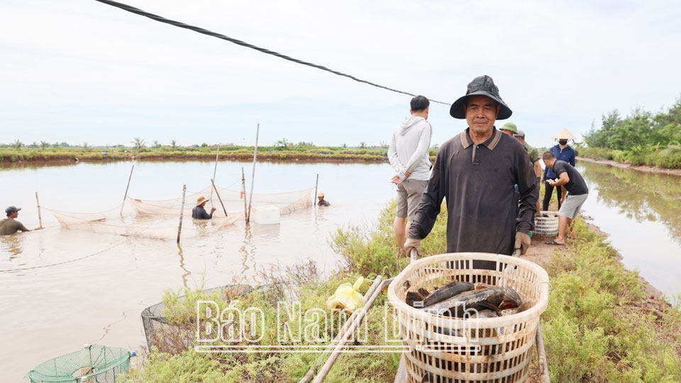 Người dân khu vực Cồn Xanh thu hoạch thủy sản theo tinh thần tự nguyện. 