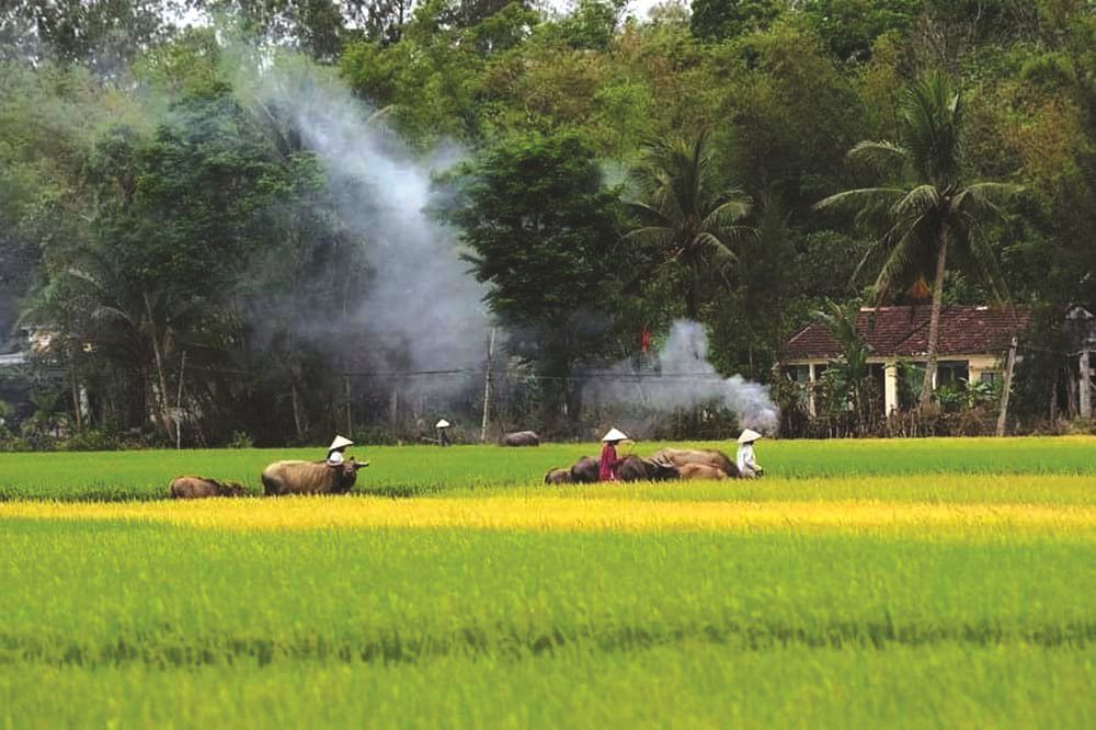 Vấn vương mái rạ