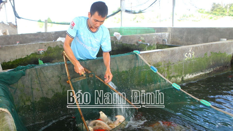 Mô hình nuôi cá Koi tại hộ ông Trần Văn Hiền ở  thôn Kim, xã Mỹ Thắng (Mỹ Lộc) đạt doanh thu 2 tỷ đồng mỗi năm.