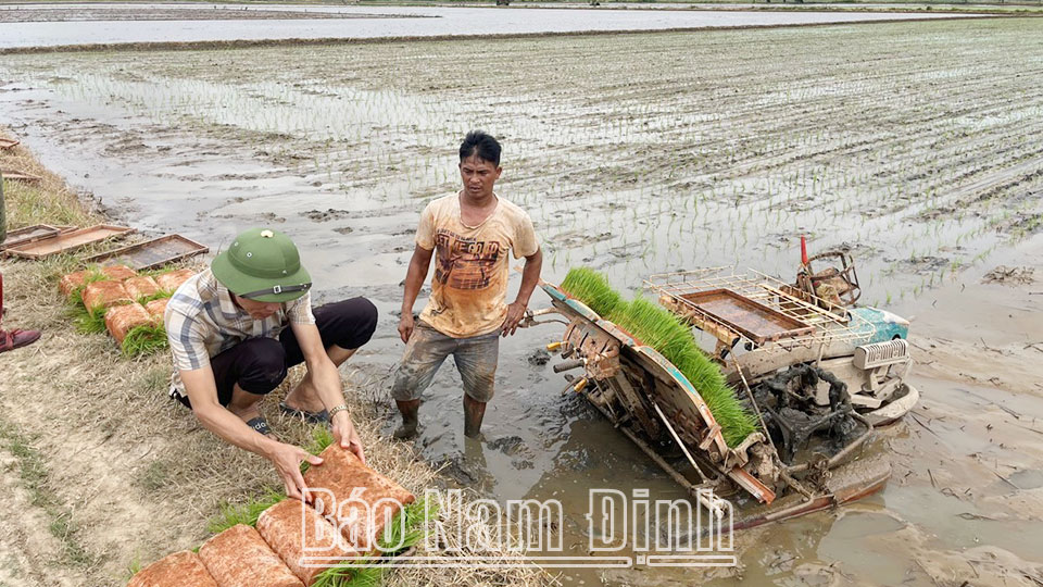 Ứng dụng mô hình mạ khay, cấy máy ở xã Vĩnh Hào (Vụ Bản).