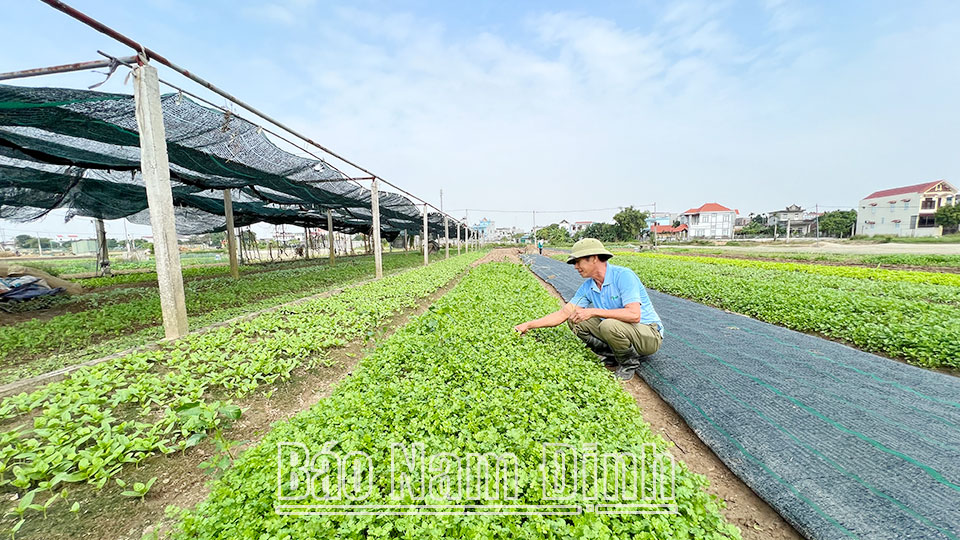 Trồng rau theo tiêu chuẩn VietGAP tại xã Yên Đồng (Ý Yên). 