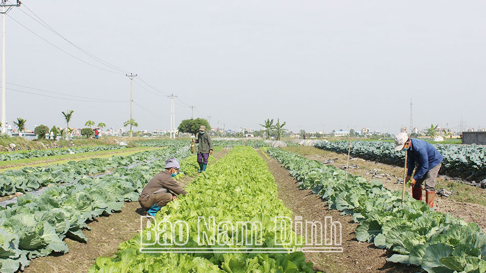 Nông dân xã Nam Dương (Nam Trực) sản xuất rau vụ đông.