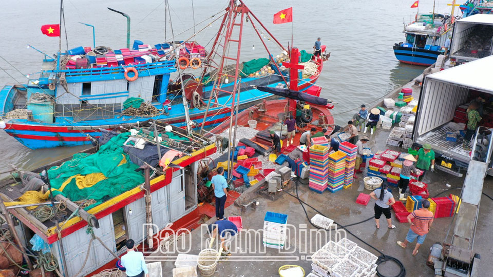 Đến thời điểm này, Nam Định không có tàu cá vi phạm khai thác hải sản trái phép ở nước ngoài bị bắt giữ. DT