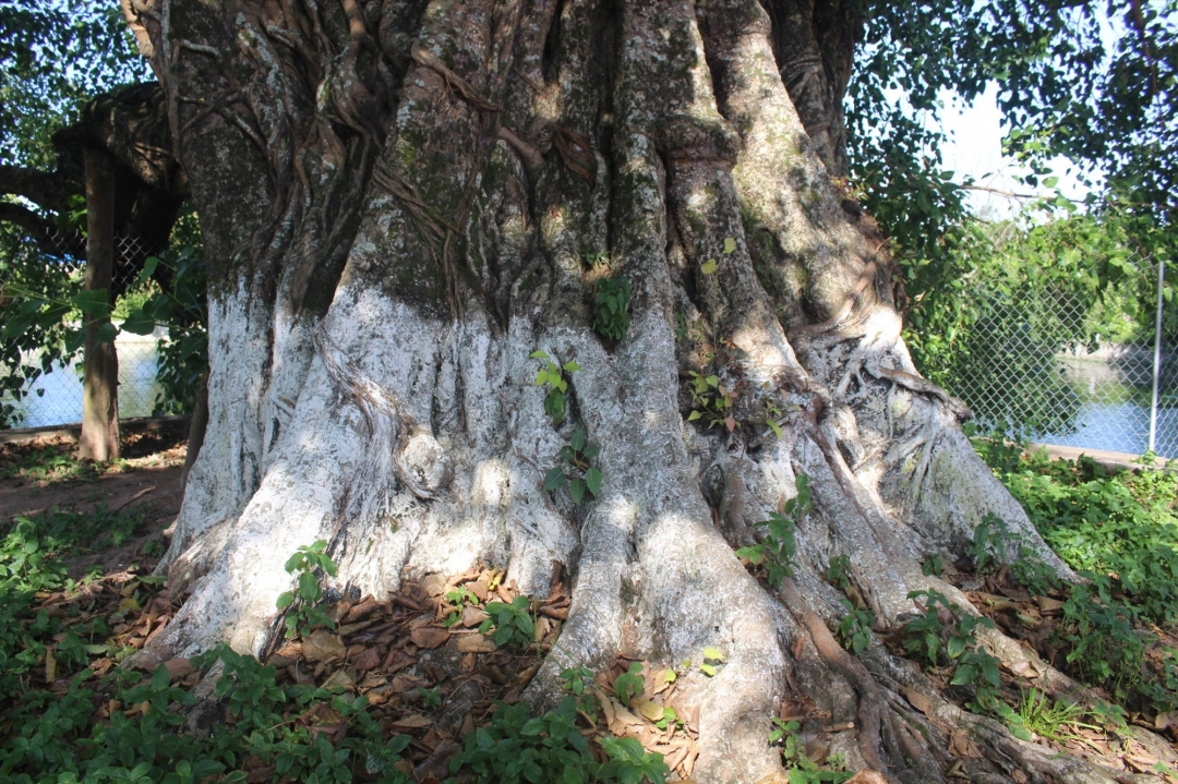 Bên cạnh đó, làng Dịch Diệp còn may mắn giữ được cây Bồ đề cổ thụ khoảng 900 năm tuổi.