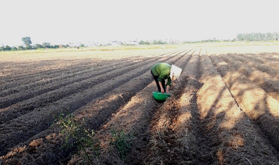 Một số biện pháp kỹ thuật chăm sóc cây khoai tây trong sản xuất vụ Đông