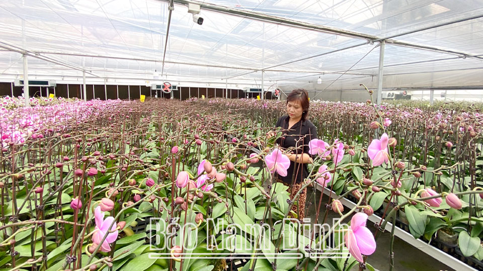 Hợp tác xã sản xuất và kinh doanh hoa cây cảnh Nam Phong, xã Nam Phong (thành phố Nam Định) thành công với sản phẩm lan hồ điệp. Ảnh Ngọc Ánh