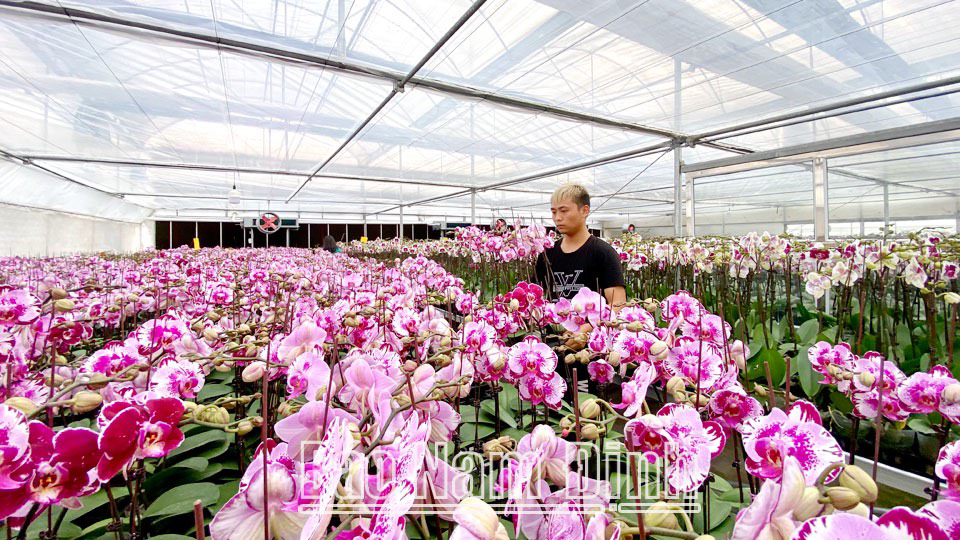 Mô hình trồng hoa lan hồ điệp công nghệ cao trong nhà màng của HTX sản xuất và kinh doanh hoa cây cảnh Nam Phong, xã Nam Phong (thành phố Nam Định).