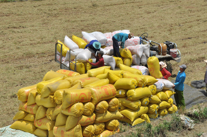 Xuất khẩu gạo trong 8 tháng đạt gần 6 triệu tấn
