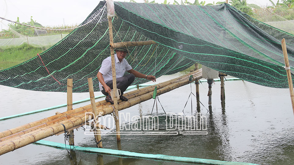 Mô hình nuôi cá chạch sụn, tôm càng xanh của ông Trần Văn Đoàn, hội viên xã Nghĩa Bình được vay vốn từ Quỹ Hỗ trợ nông dân, mang lại hiệu quả kinh tế cao.
