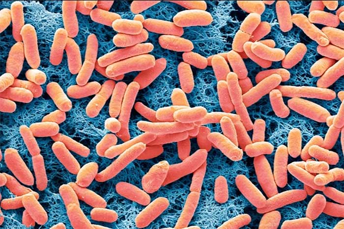Hình dạng vi khuẩn E. coli hình que khi nhìn qua kính hiển vi. (Ảnh: Getty).

