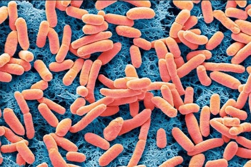Phát minh đột phá sản xuất điện từ vi khuẩn E. coli