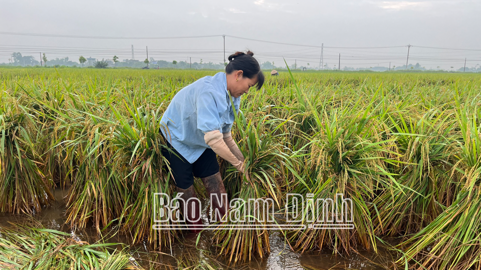 Nông dân xã Liên Bảo chủ động buộc dựng lúa để bảo đảm năng suất, chất lượng lúa mùa. 