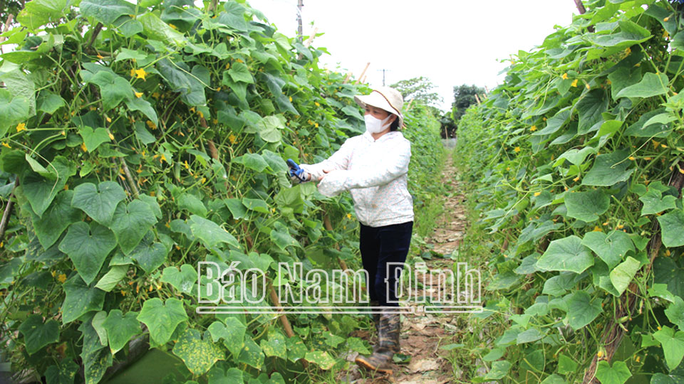 Hội viên nông dân xã Nghĩa Minh phát triển kinh tế bằng mô hình trồng dưa chuột bao tử phục vụ xuất khẩu.