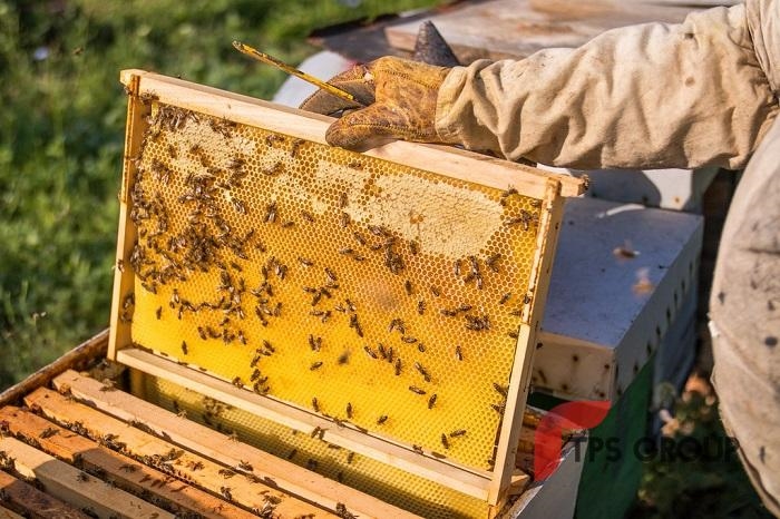 Kỹ thuật nuôi ong lấy mật hiệu quả - Báo Nam Định điện tử