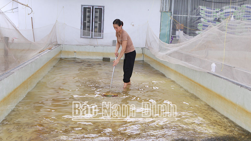 Sử dụng chế phẩm sinh học để xử lý môi trường nước trong ương cá lóc bông giống tại xã Phúc Thắng (Nghĩa Hưng).