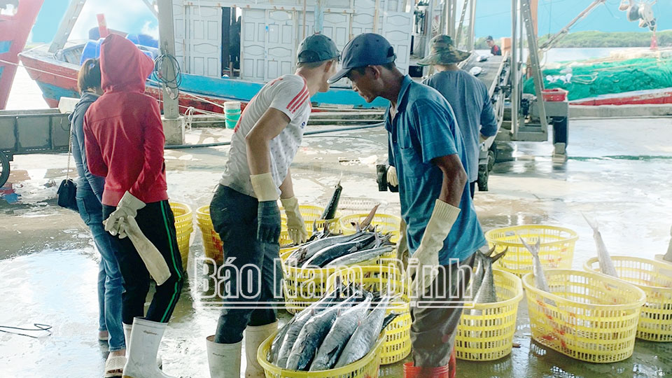 Việc kiểm tra, giám sát sản lượng thuỷ sản tại Cảng cá Thành Vui (Hải Hậu) được tăng cường thực hiện.