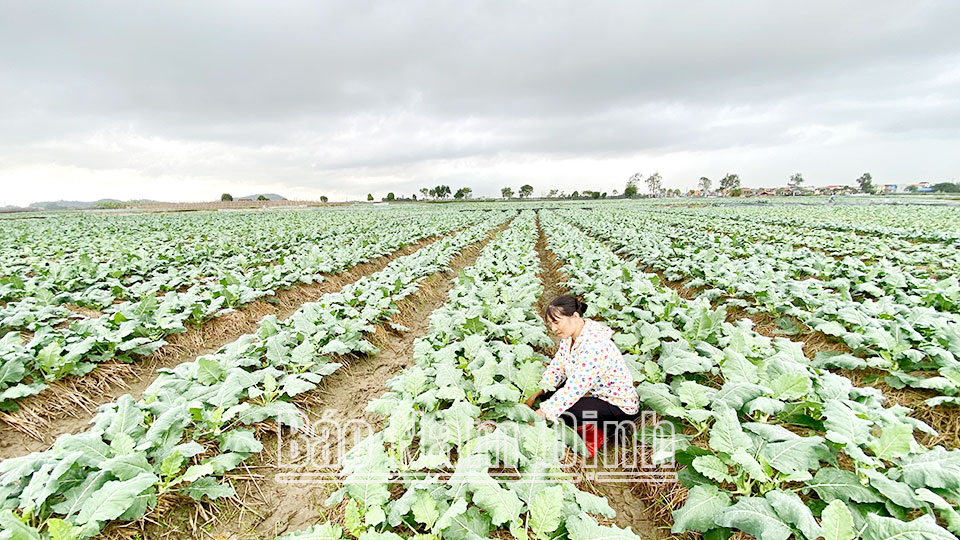 Mô hình trồng su hào an toàn theo công nghệ Nhật Bản tại xã Yên Dương (Ý Yên). 
Ảnh: Ngọc Ánh