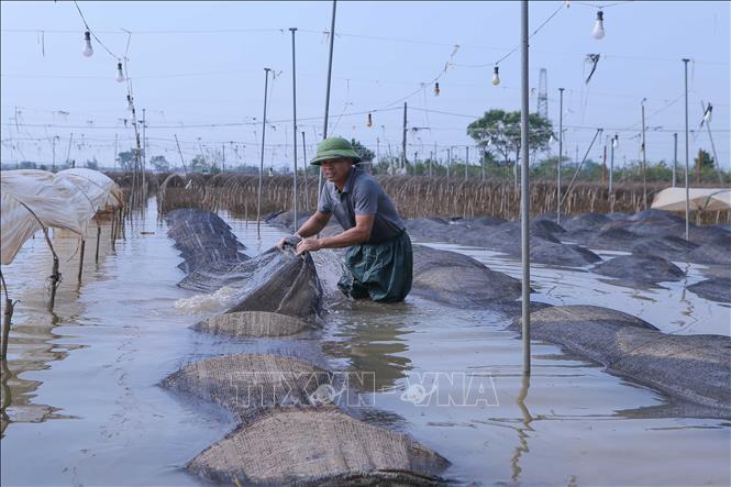 Người dân làng trồng hoa phường Mỹ Tân, thành phố Nam Định thu dọn lưới che luống hoa bị cuốn trôi do nước lũ. 