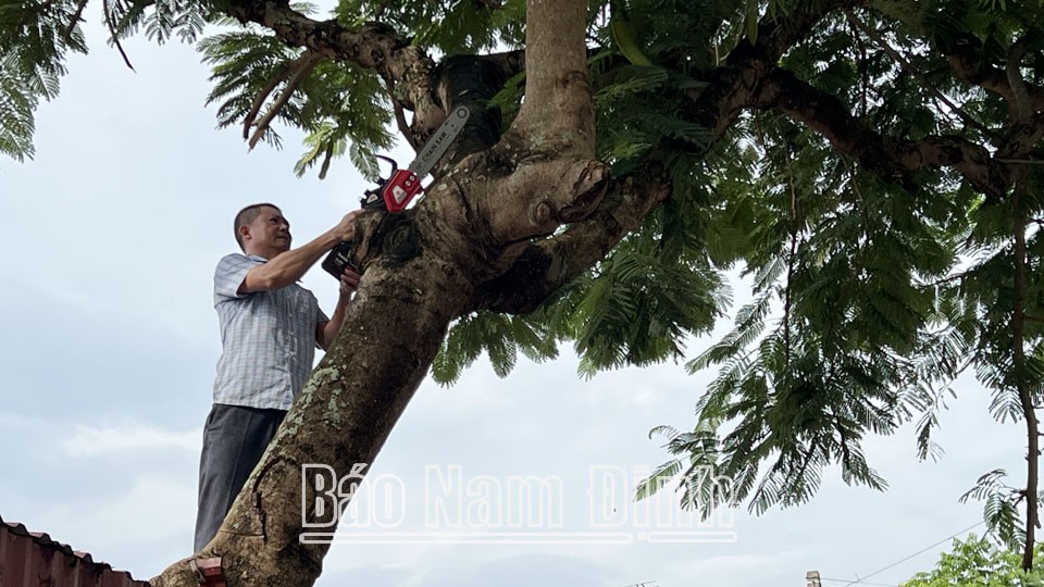 Người dân thị trấn Giao Thuỷ cắt tỉa cành cây chủ động chống bão. 