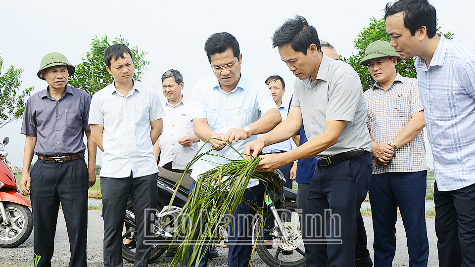 Đồng chí Phó Chủ tịch Thường trực UBND tỉnh Trần Anh Dũng kiểm tra tình hình ngập úng tại xã Trực Khang (Trực Ninh).