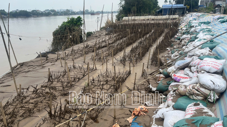 Nhiều ruộng hoa ở Nam Phong bị mất trắng do ngập sâu trong nước lũ. 
