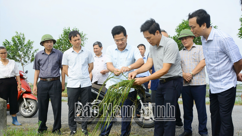 Đồng chí Phó Chủ tịch Thường trực UBND tỉnh Trần Anh Dũng đi kiểm tra, chỉ đạo sản xuất ngay sau bão. 
