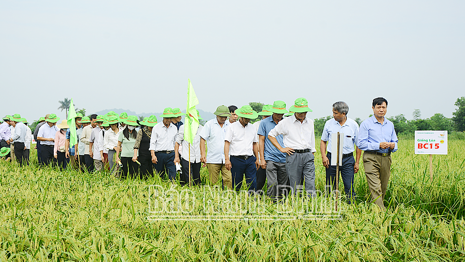 Đánh giá mô hình khảo nghiệm giống lúa chất lượng cao TBR97 và BC15