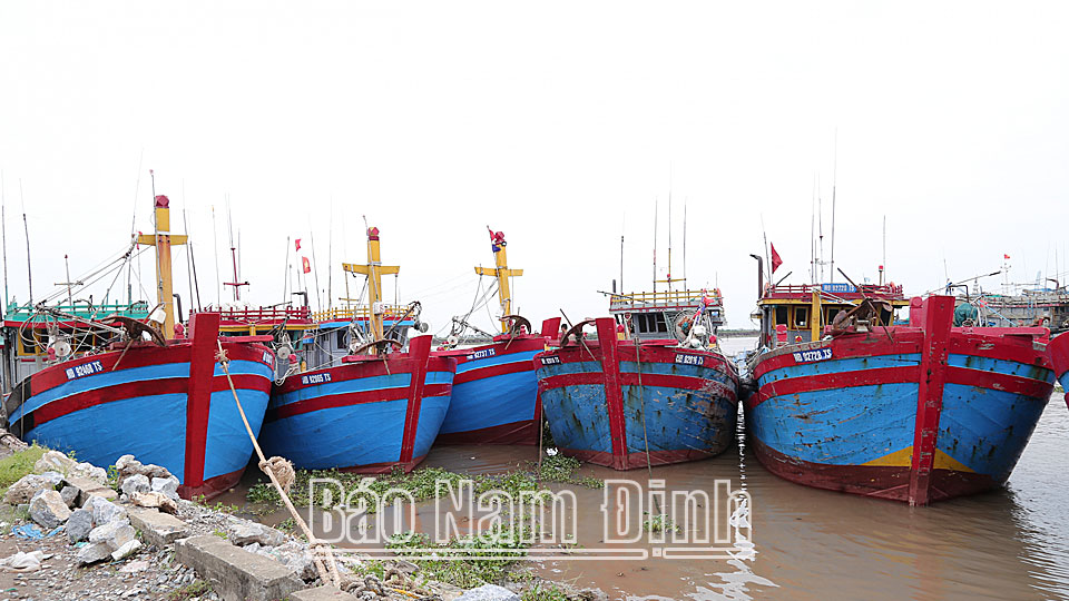 Tàu, thuyền neo đậu tránh bão tại Khu neo đậu tàu, thuyền tránh trú bão tại cửa sông Ninh Cơ (Hải Hậu). (