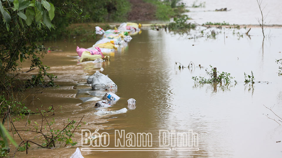 Một đoạn đê tả đào xã Nghĩa An (Nam Trực). 