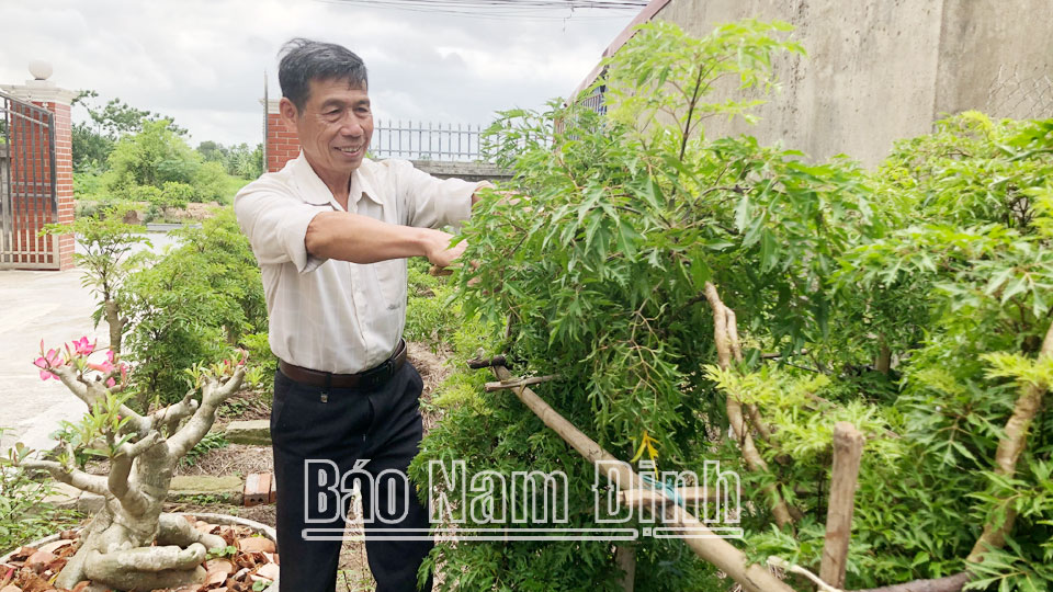 Cựu chiến binh thành phố Nam Định phát triển kinh tế gia đình từ nghề trồng cây dược liệu.