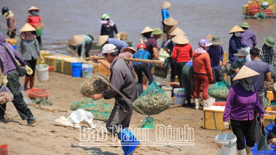 Hội Nông dân Giao Thủy 
hỗ trợ hội viên phát triển kinh tế