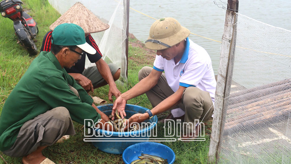 Một mô hình nuôi cá chạch thương phẩm
hiệu quả ở Hải Trung