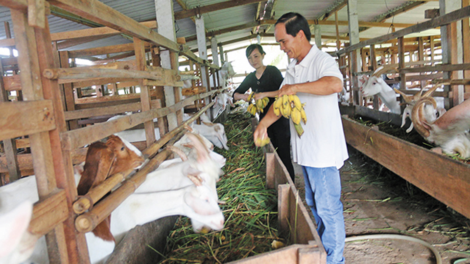 Kỹ thuật nuôi dê: Thức ăn cho dê 