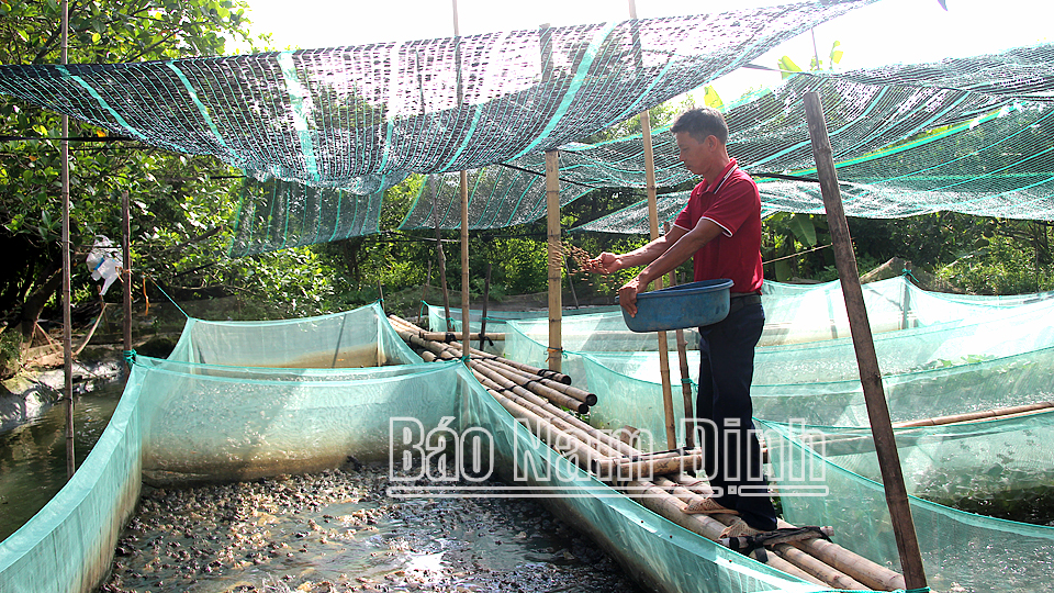 Ông Vũ Văn Minh, chi hội Nam Ngoại Bắc nuôi cá chạch sụn và ếch cho thu nhập ổn định.