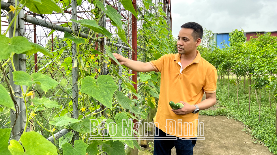 Trồng thử nghiệm giống dưa chuột mới năng suất, chất lượng cao Nông Hữu tại Trung tâm Giống cây trồng (Sở Nông nghiệp và Phát triển nông thôn).
